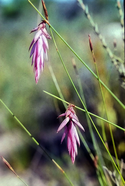 Johnsonia teretifolia