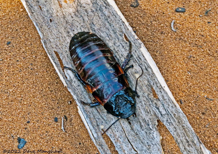 Elliptorhina sp.