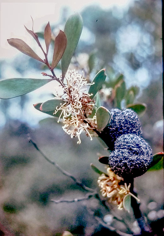 Hakea incrassata