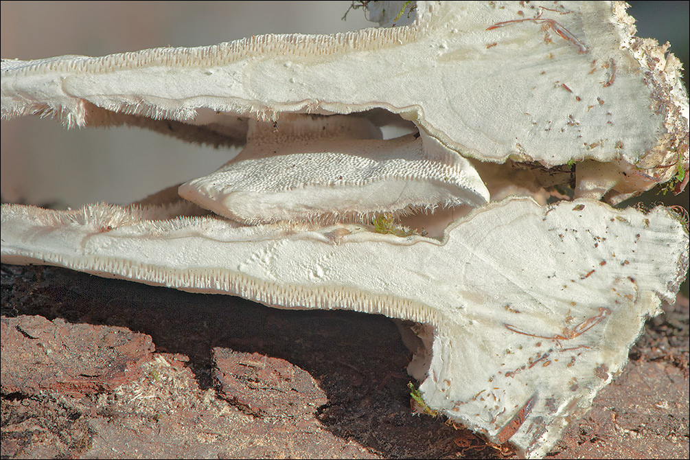 Trametes hirsuta