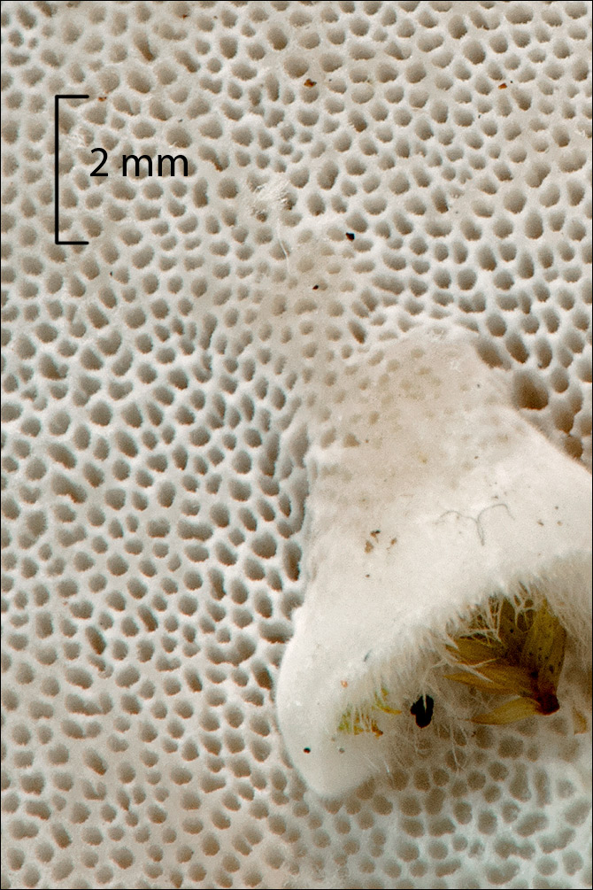 Trametes hirsuta