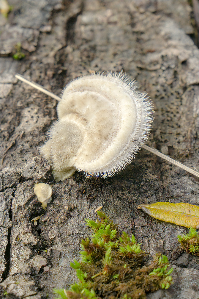 Trametes hirsuta
