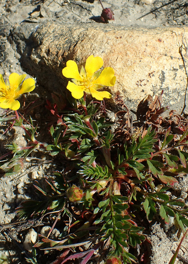 Potentilla hickmanii Potentilla hickmanii