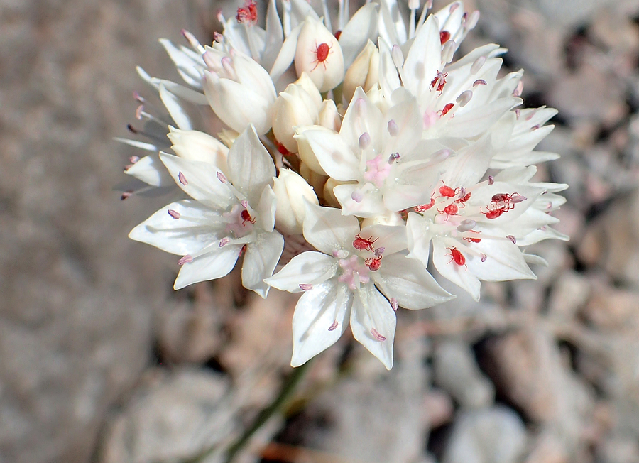 Allium amplectens Allium amplectens