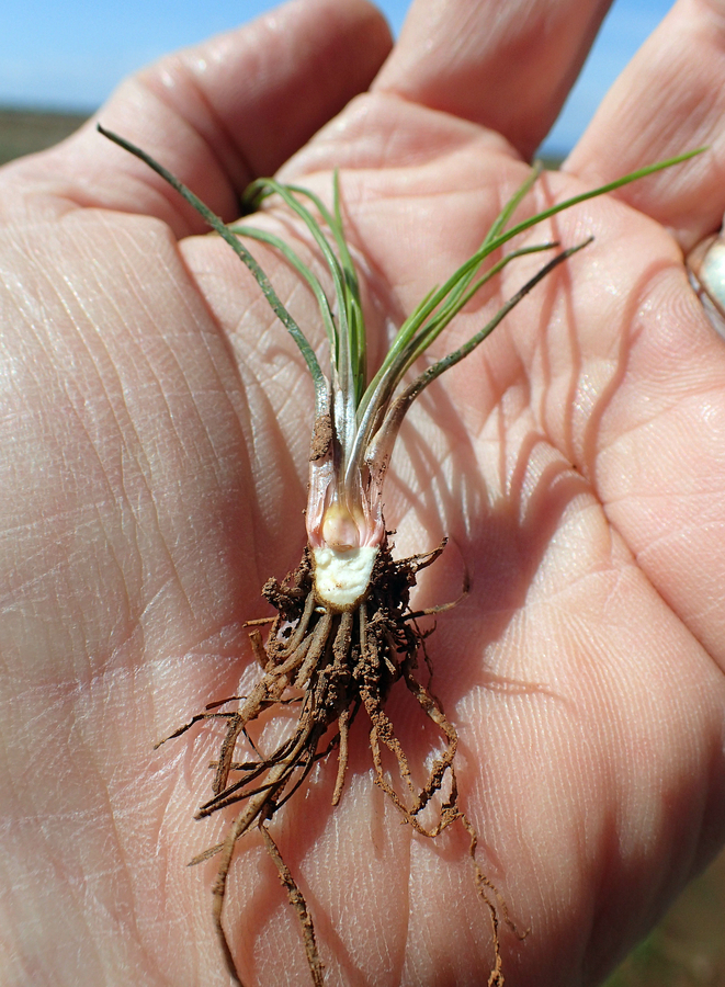 Isoetes nuttallii Isoetes nuttallii