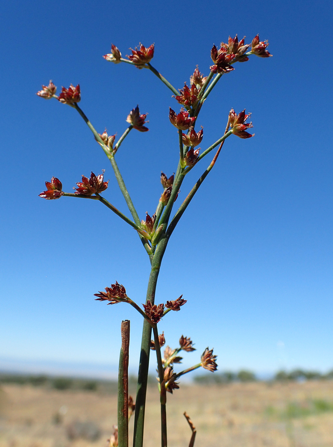 Juncus articulatus ssp. articulatus