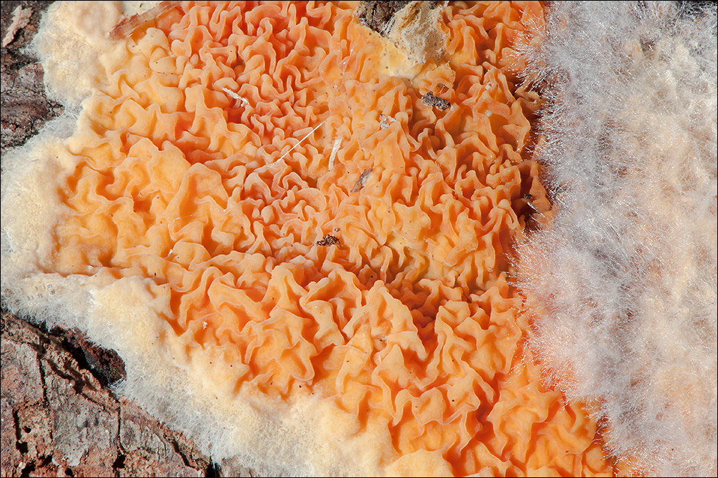 Leucogyrophana mollusca