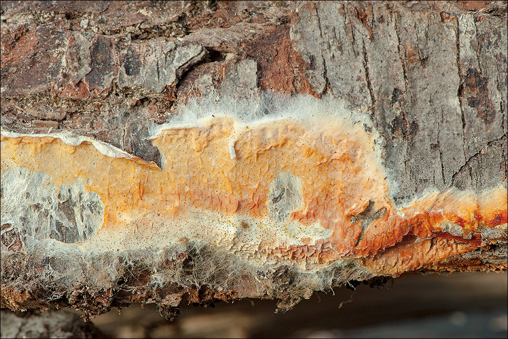 Leucogyrophana mollusca