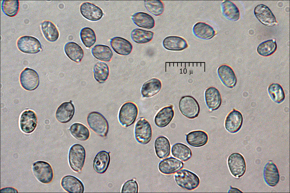 Leucogyrophana mollusca