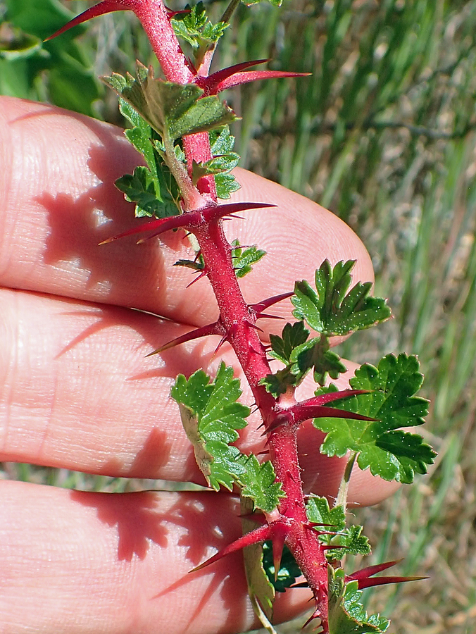 Ribes californicum var. californicum