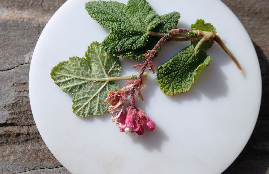 Ribes malvaceum var. malvaceum Ribes malvaceum var. malvaceum