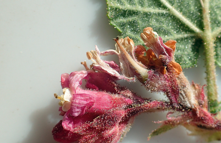 Ribes malvaceum var. malvaceum Ribes malvaceum var. malvaceum