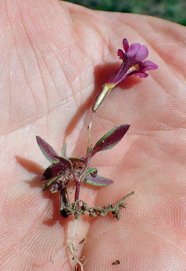 Erythranthe sierrae Erythranthe sierrae