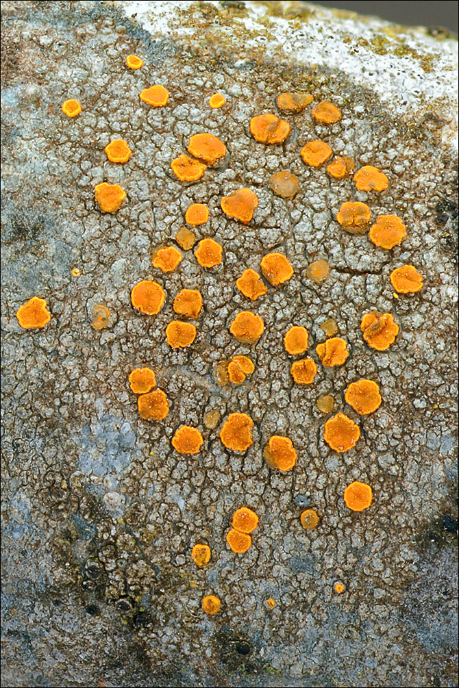 Athallia pyracea