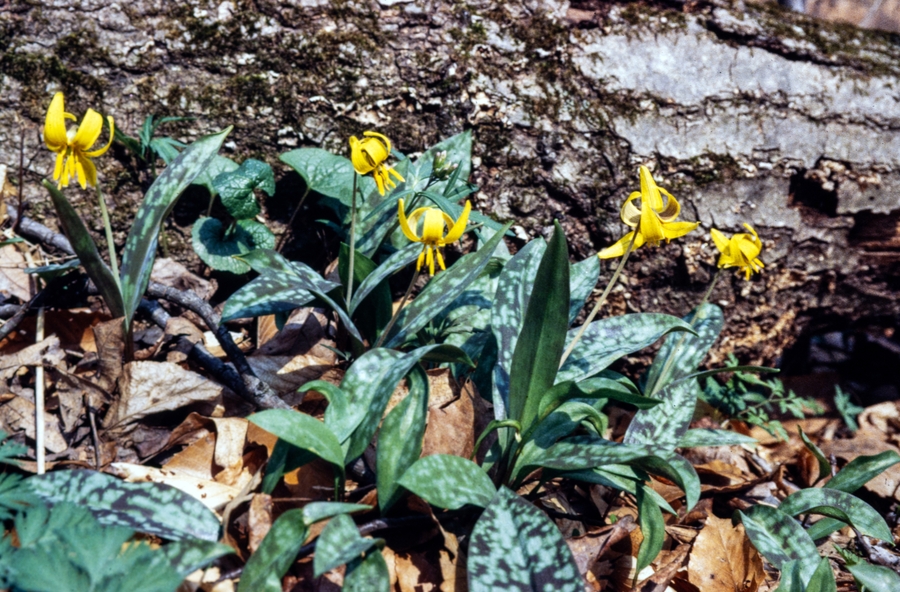 Erythronium americanum