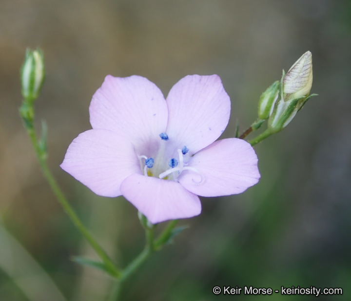 Saltugilia latimeri