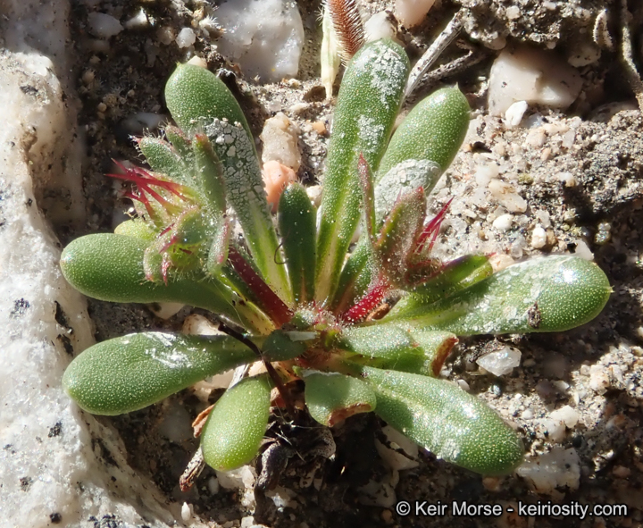 Dodecahema leptoceras
