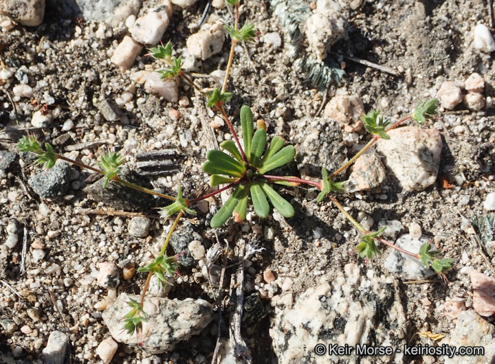 Dodecahema leptoceras
