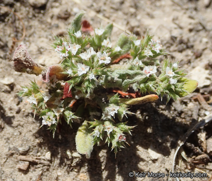 Chorizanthe parryi var. fernandina