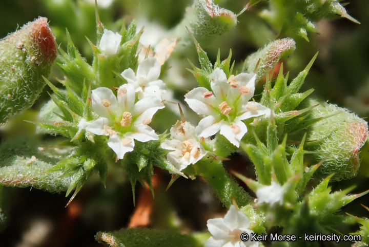 Chorizanthe parryi var. fernandina