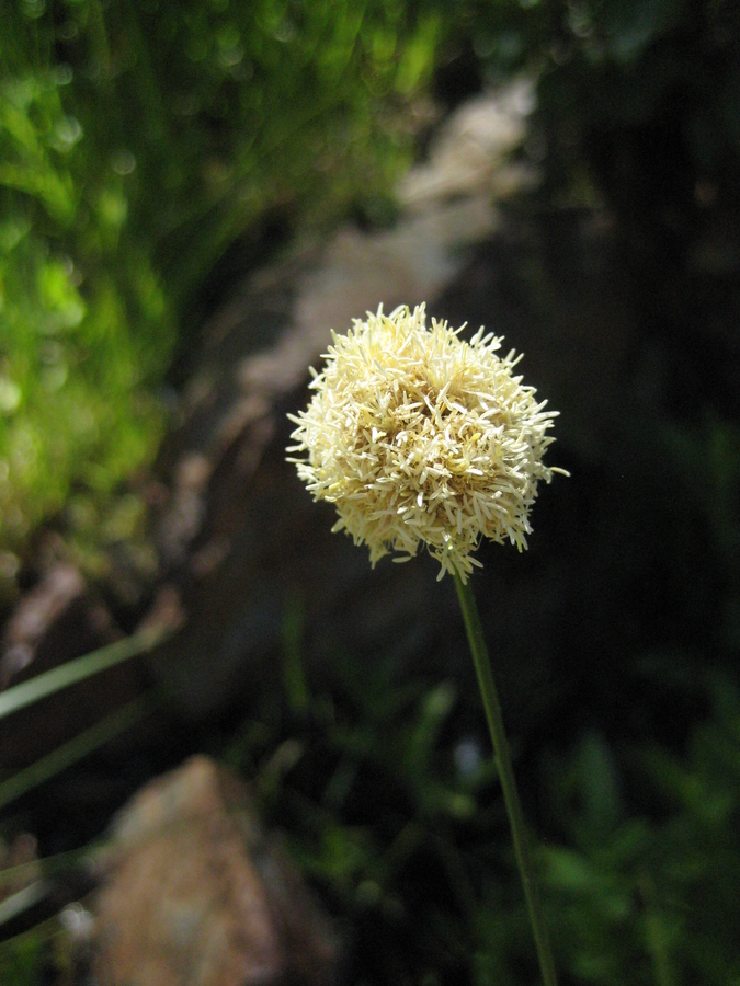 Calliscirpus criniger