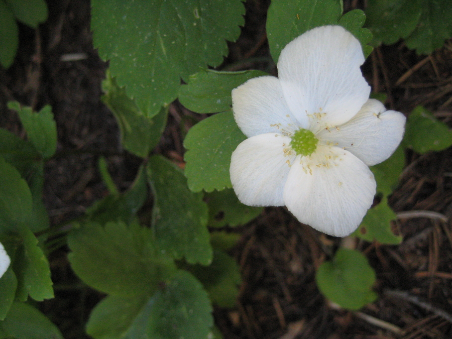 Anemone deltoidea