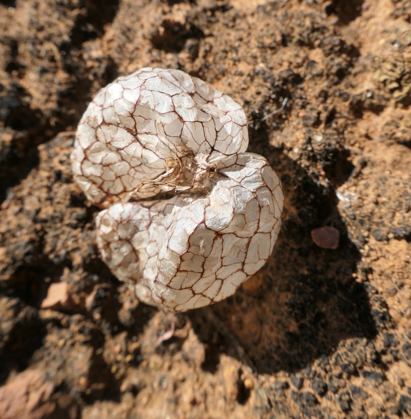 Harfordia macroptera