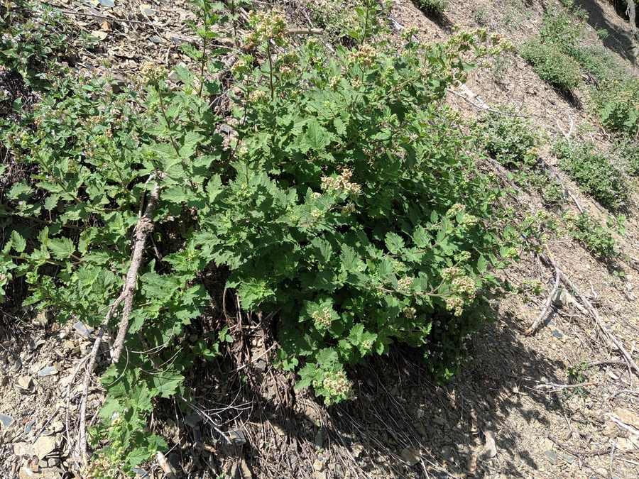 Phacelia damnationensis