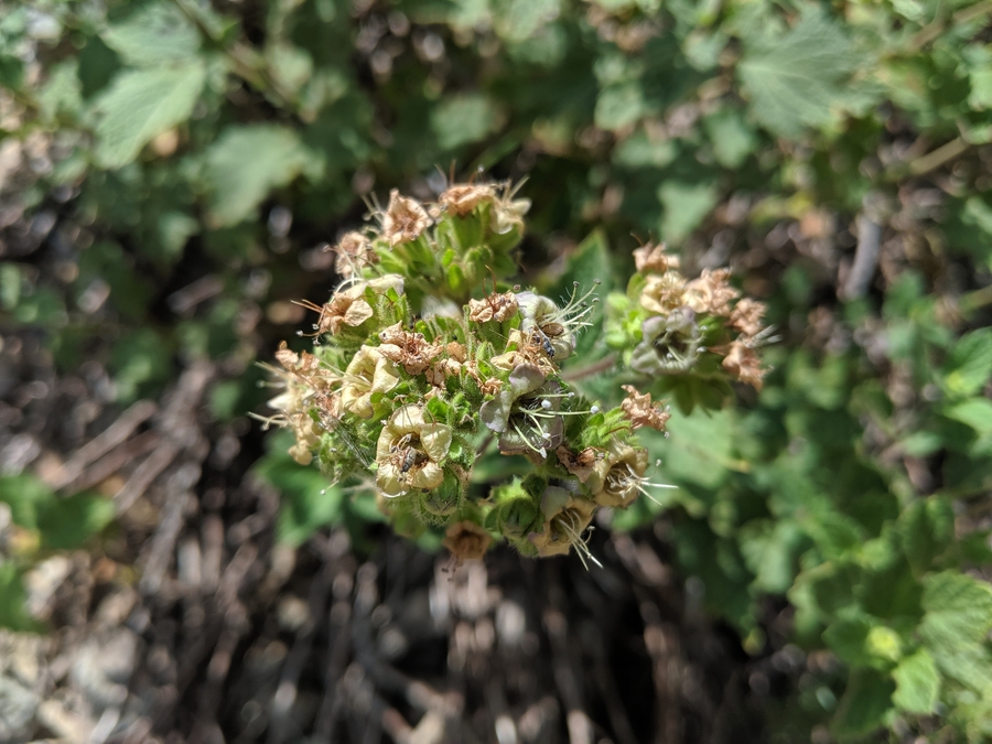 Phacelia damnationensis