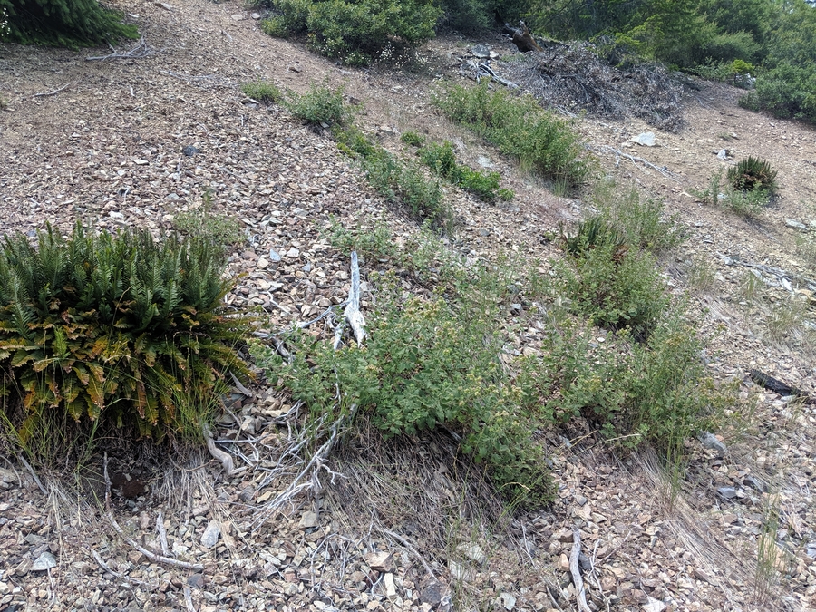 Phacelia damnationensis