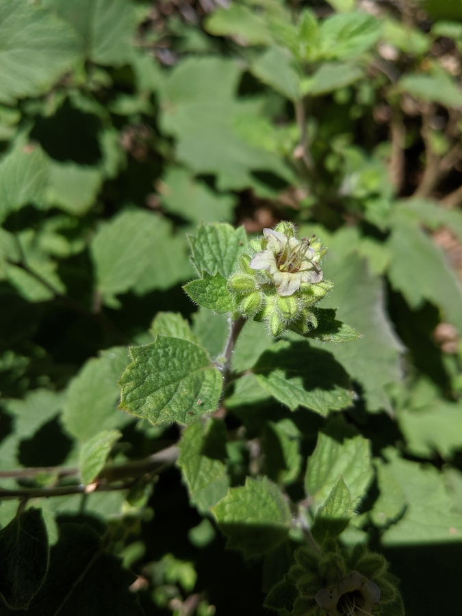 Phacelia damnationensis