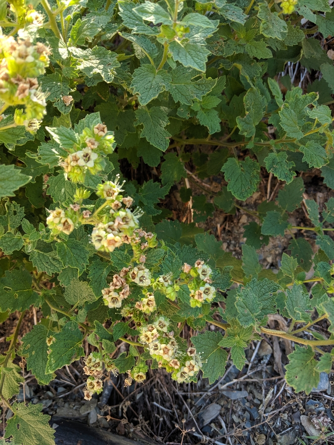 Phacelia damnationensis