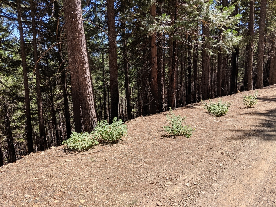 Phacelia damnationensis