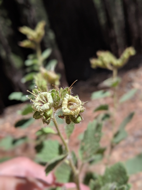 Phacelia damnationensis