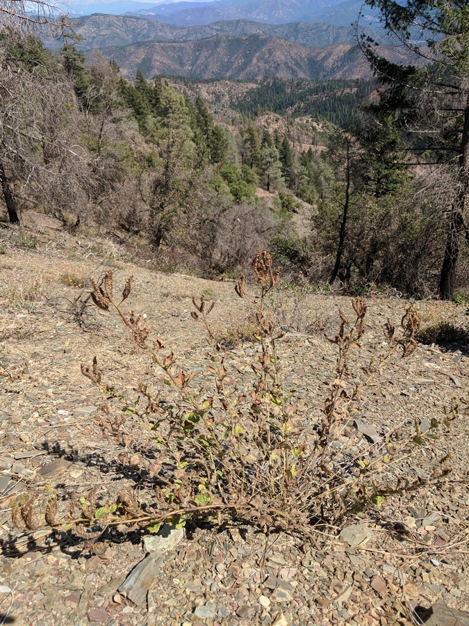 Phacelia damnationensis