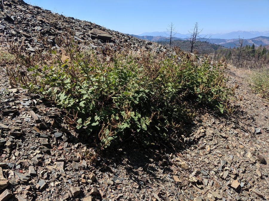 Phacelia damnationensis