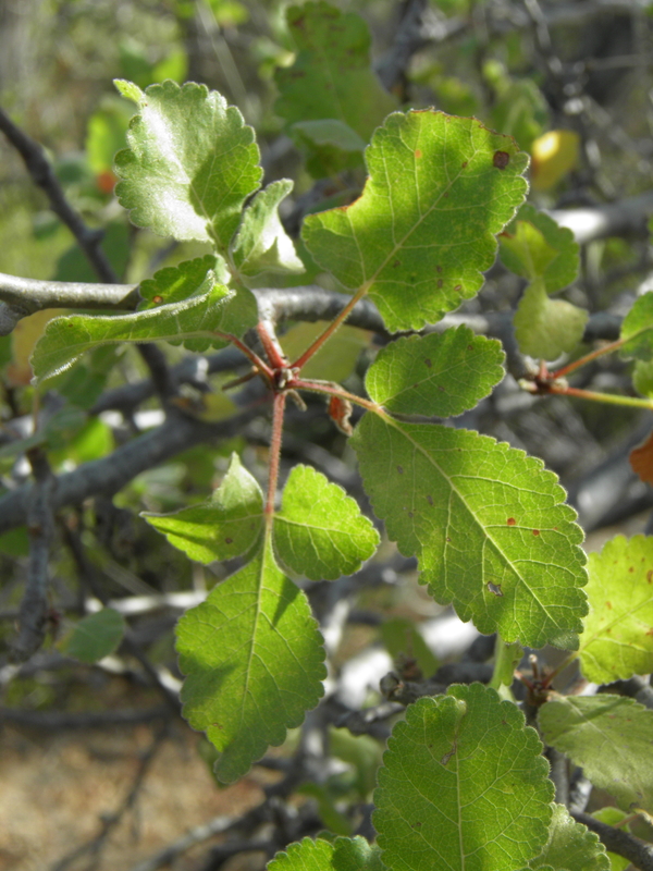 Bursera hindsiana Bursera hindsiana