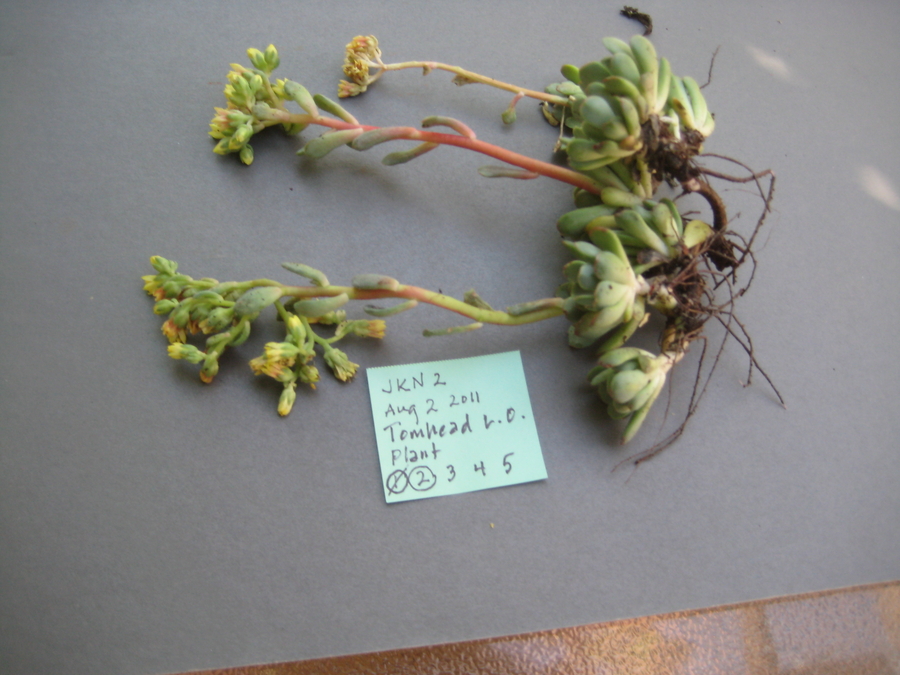 Sedum sanhedrinum