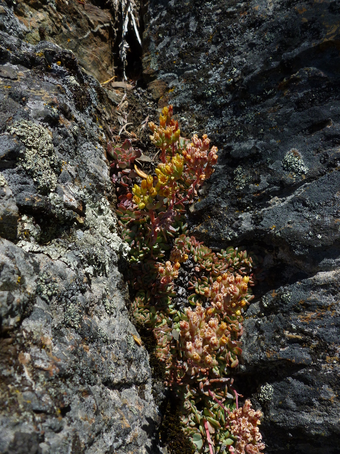Sedum sanhedrinum