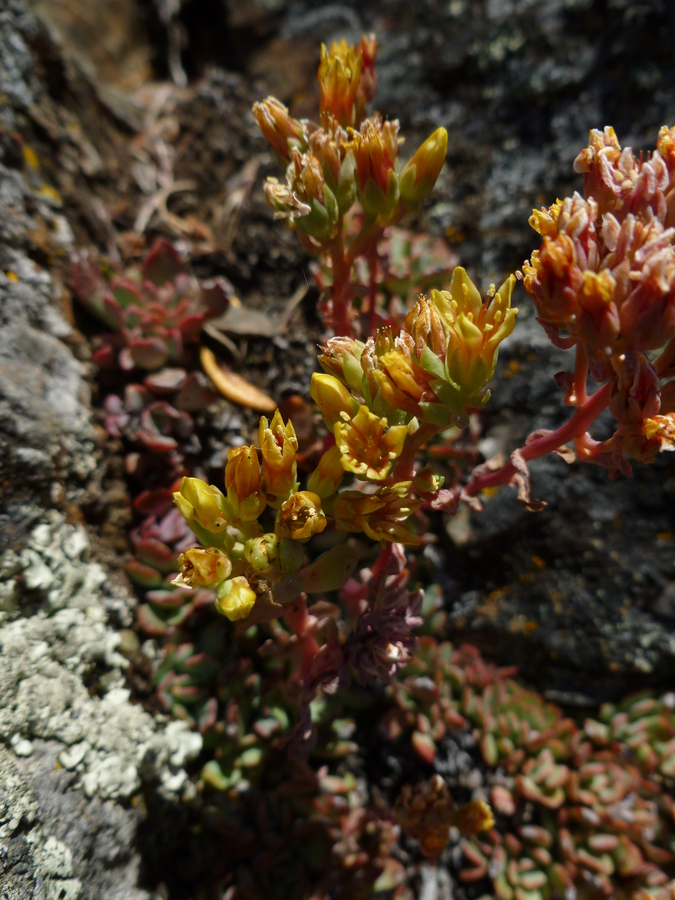 Sedum sanhedrinum