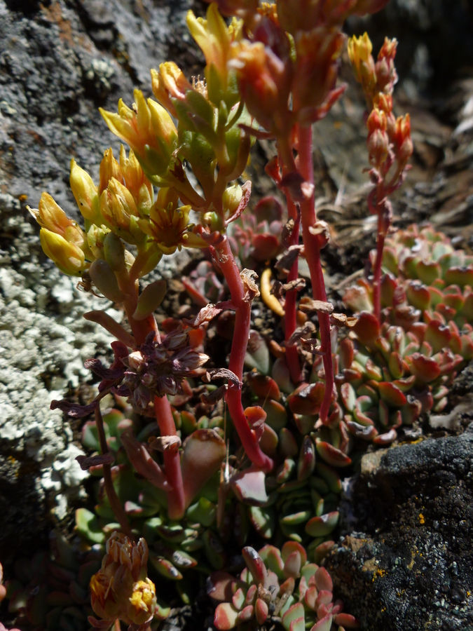 Sedum sanhedrinum