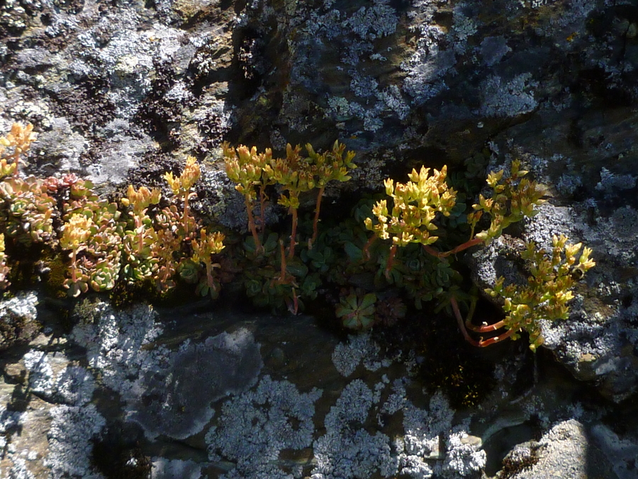 Sedum sanhedrinum