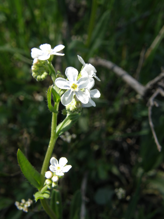 Hackelia patens Hackelia patens