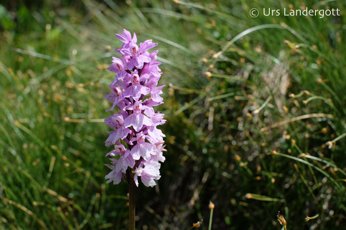 Dactylorhiza maculata ssp. maculata Dactylorhiza maculata ssp. maculata