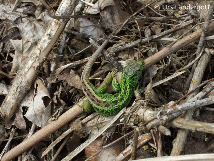 Lacerta agilis Lacerta agilis