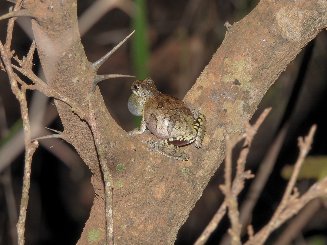 Dendropsophus soaresi Dendropsophus soaresi