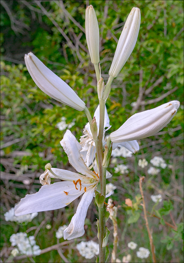 Lilium candidum