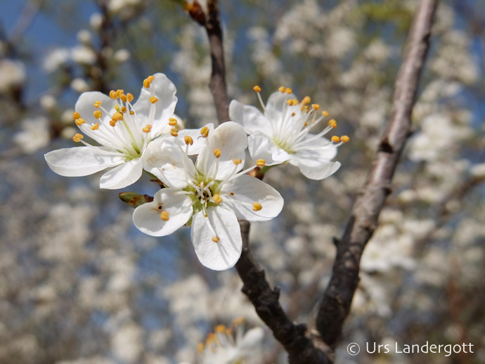 Prunus spinosa Prunus spinosa