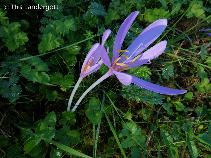 Colchicum autumnale Colchicum autumnale