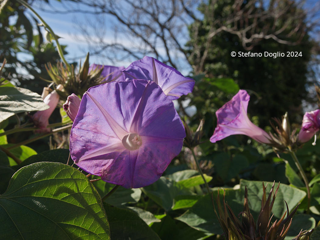Ipomoea indica